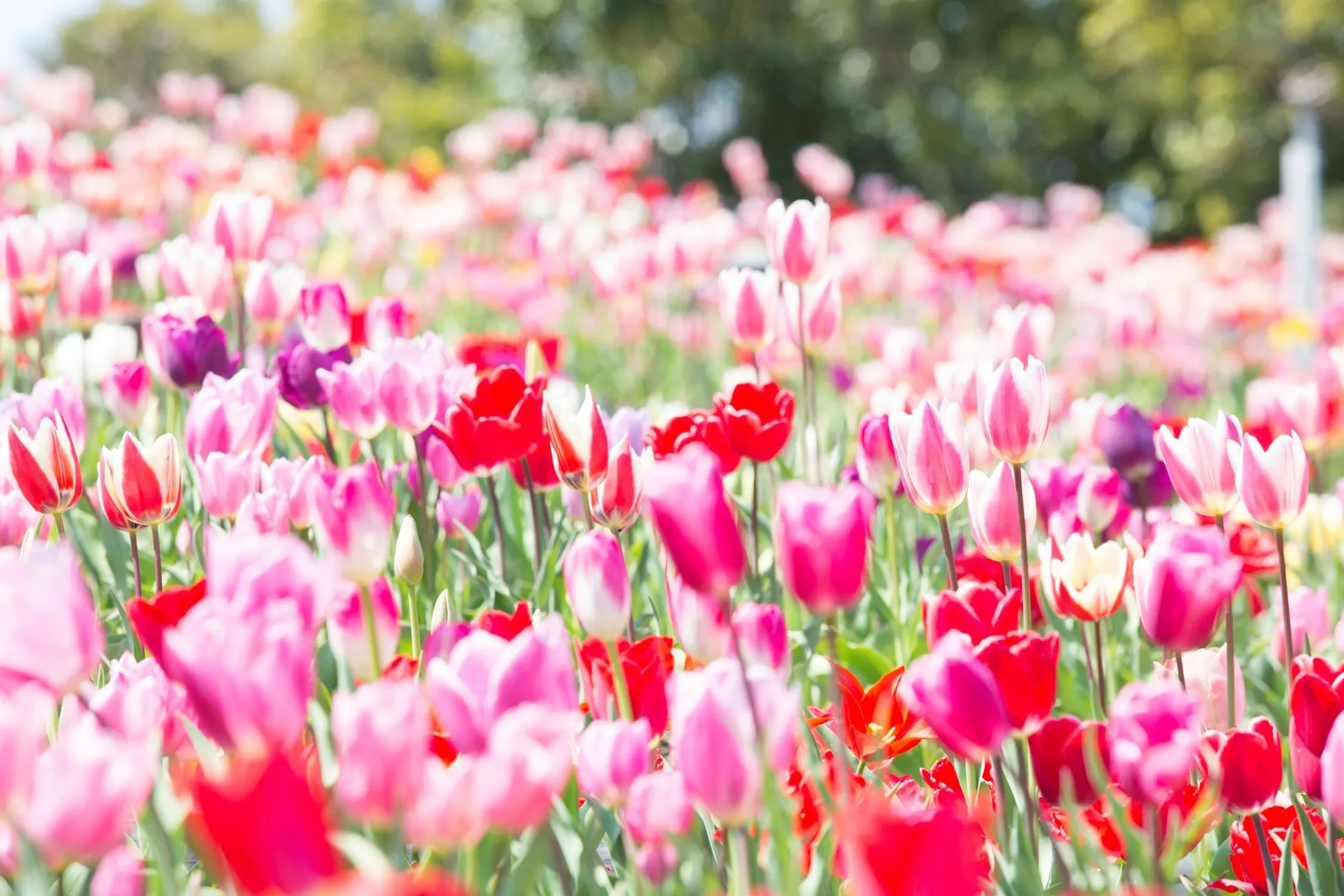 色とりどりのチューリップの花が咲き誇る様子