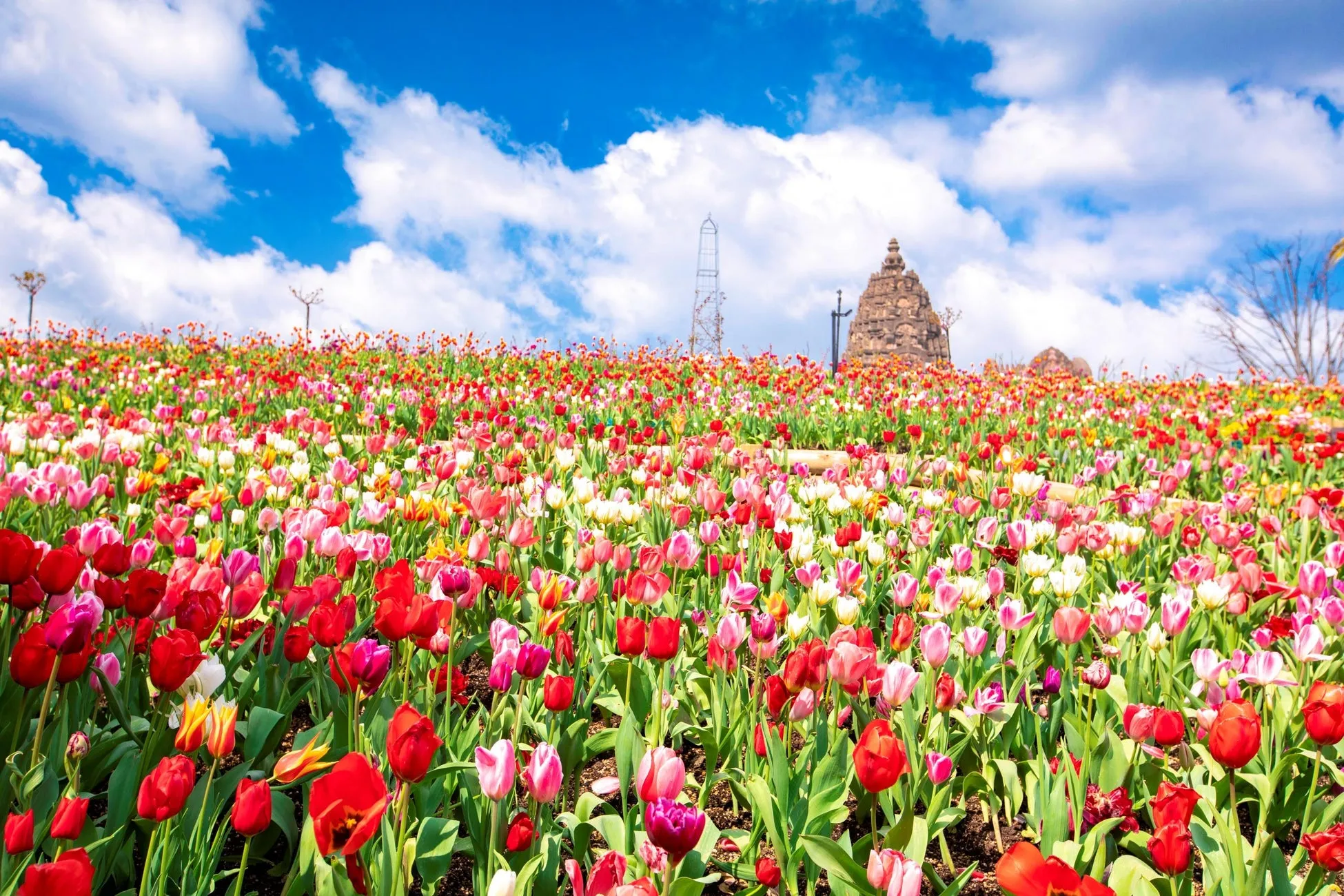 色とりどりのチューリップが咲き誇る丘の風景
