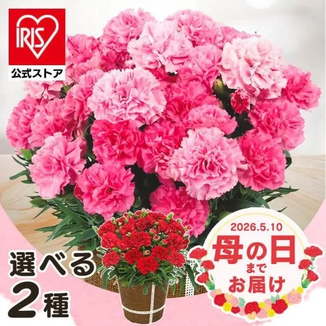 母の日のカーネーションギフト