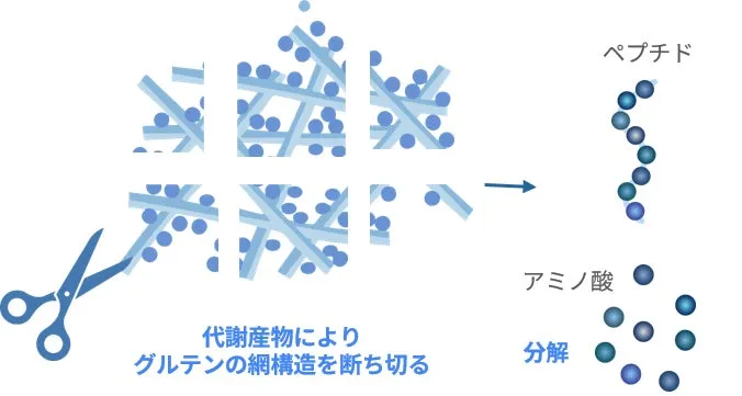 グルテンの分解過程を示す図。代謝産物によってグルテンの網構造が切断され、ペプチド、最終的にアミノ酸へと分解される様子が描かれています。