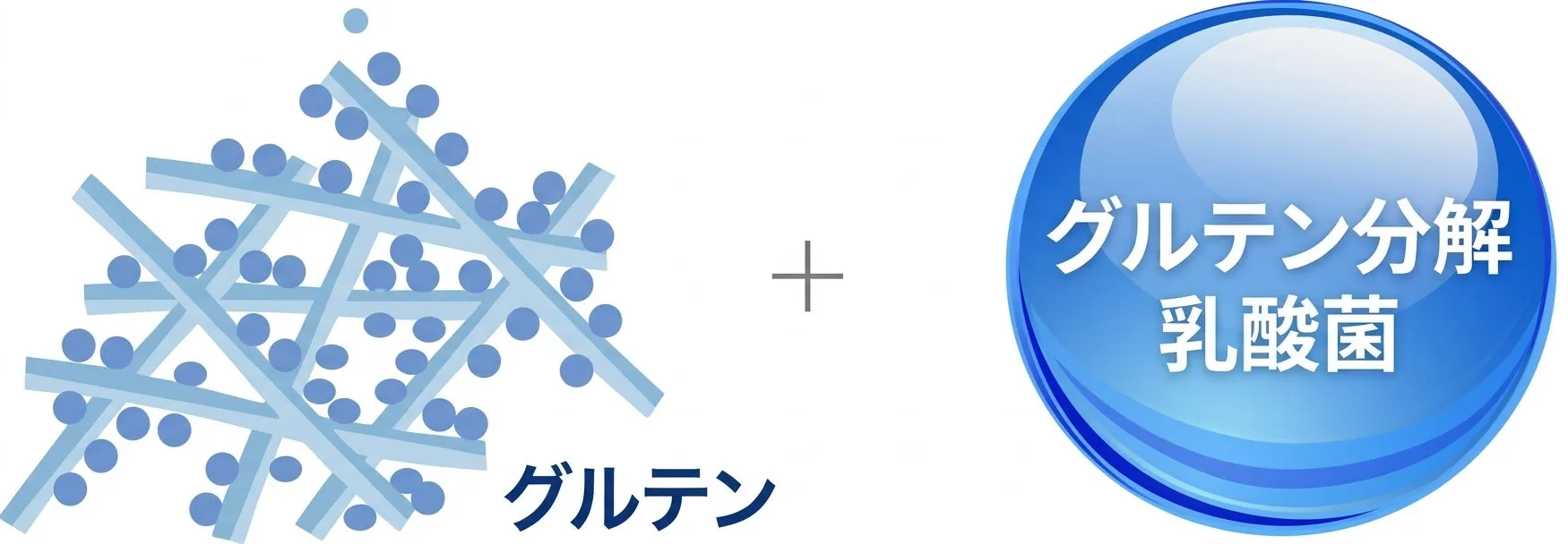 グルテンと乳酸菌の分解のイメージ図。グルテンの構造と乳酸菌の分解能力を図解しています。