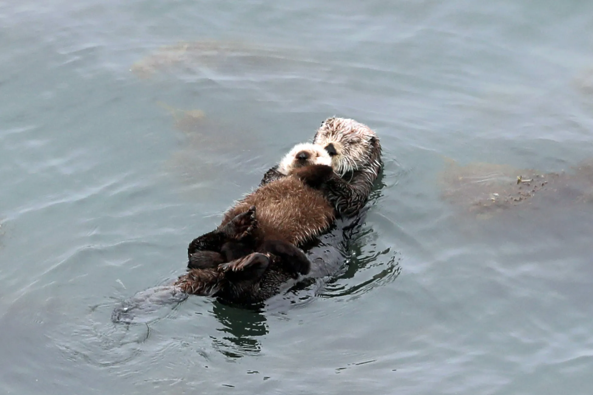 水面に浮かぶラッコの親子