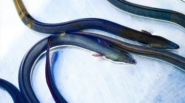 水の中のウナギ