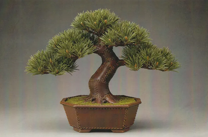 クリエイティブ部門 優秀賞「bonsai」