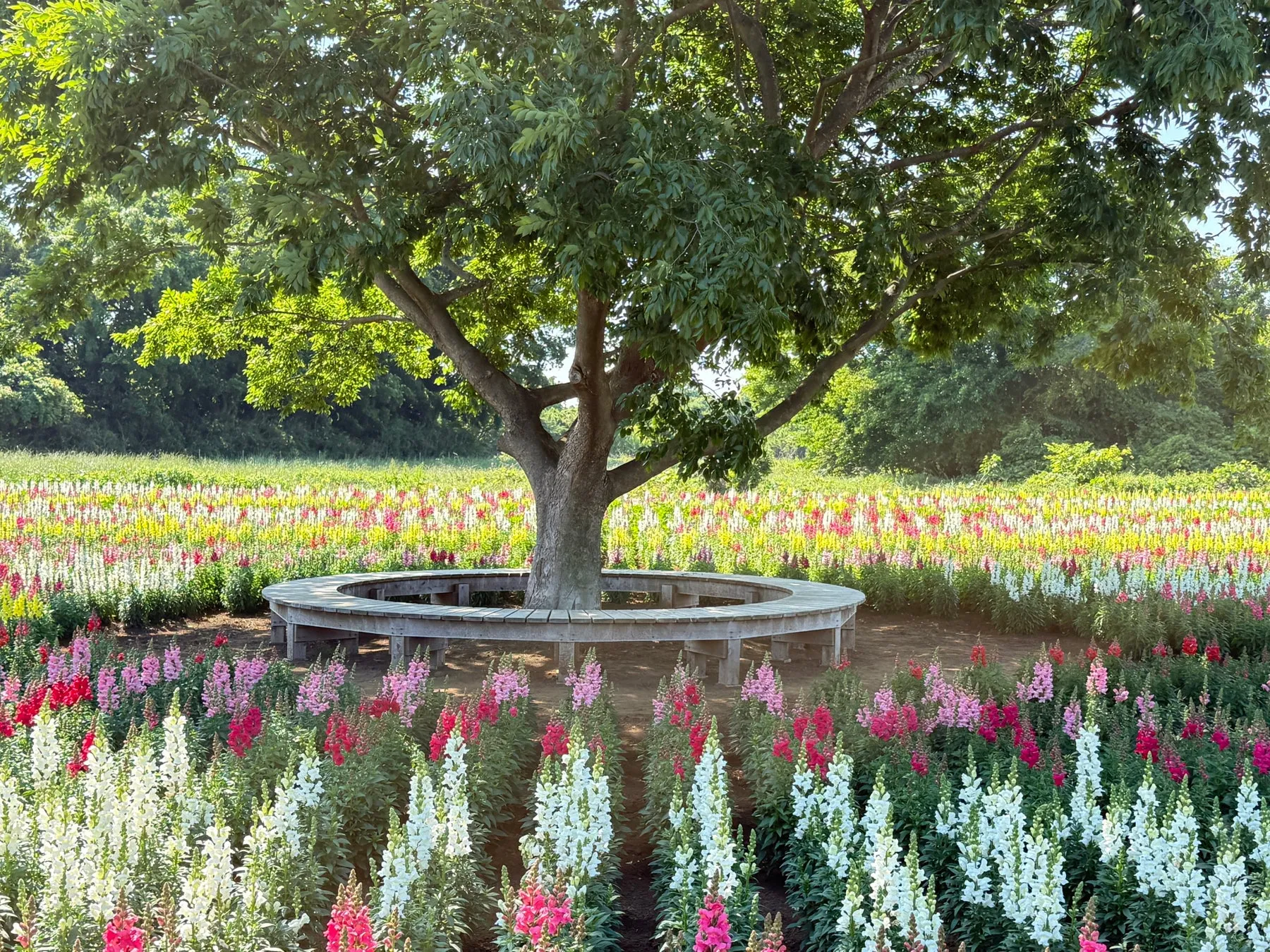 大きな木の下に咲く色とりどりの花の畑。木の周りには円形のベンチがあり、自然の中でリラックスできる空間を作り出している。