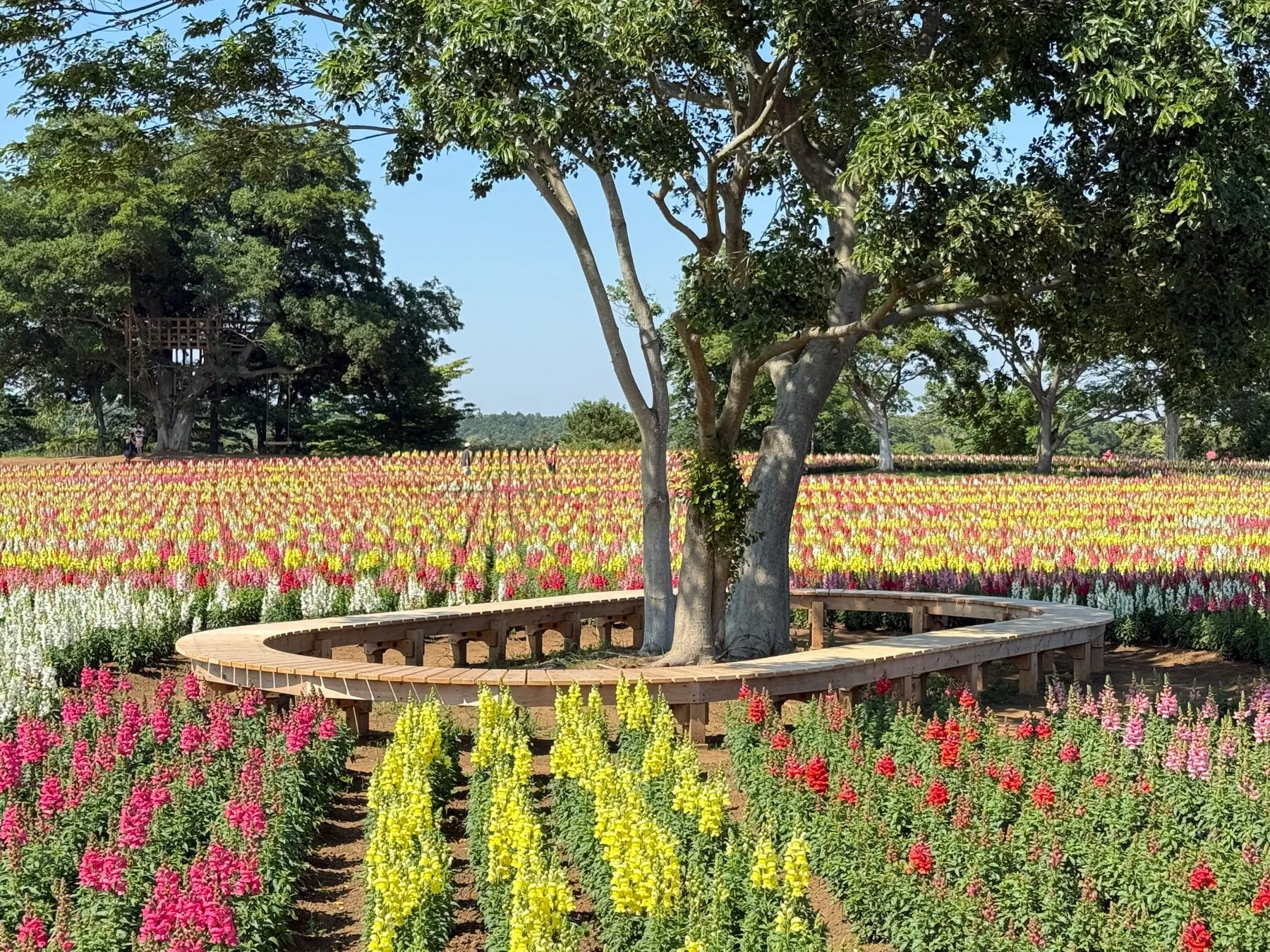 色とりどりの花が咲き乱れる庭園の風景。木製のベンチが設置され、その周囲には様々な色の花が植えられている。