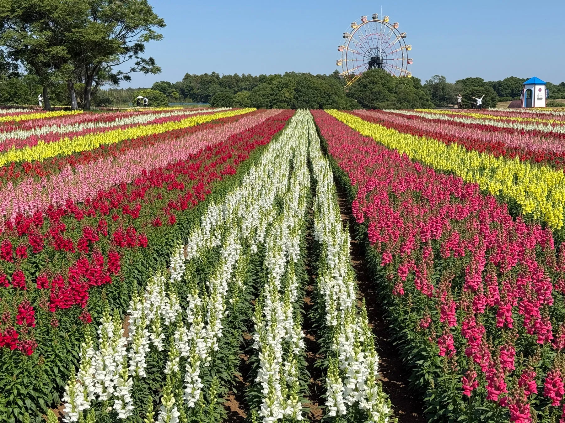 色とりどりの花が咲き誇る美しい庭園の風景。観覧車が背景に見え、晴れた空の下で鮮やかな色彩が広がる。