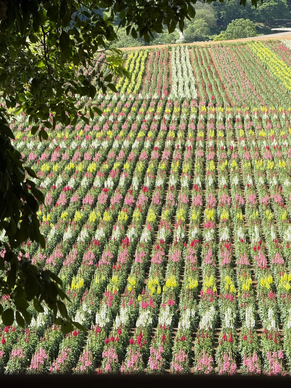 色とりどりの花が植えられた畑の俯瞰図。