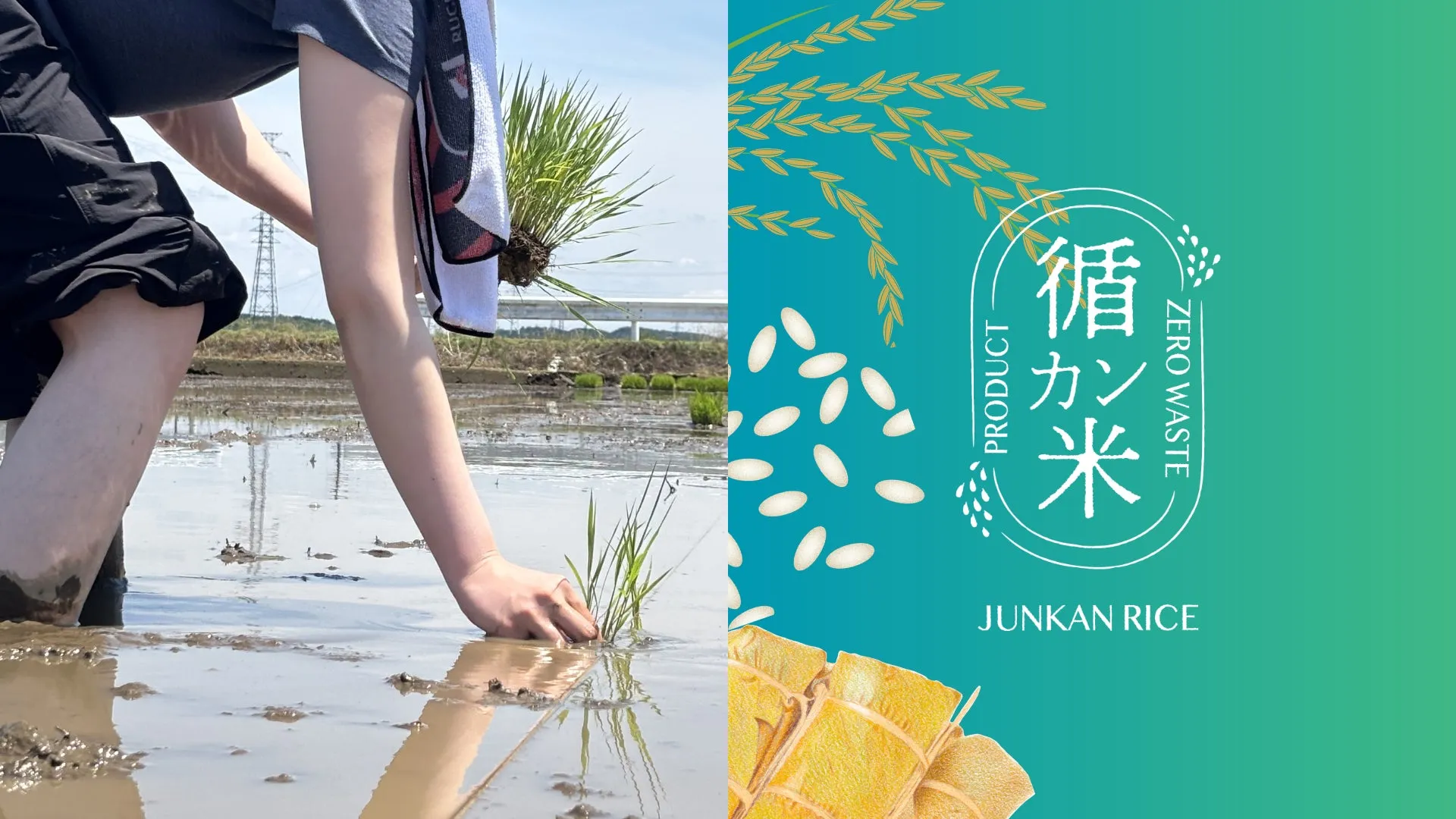 【社員食堂の未来】意外と知らない「食の循環」！埼玉県寄居町の『循環米プロジェクト』完全解説