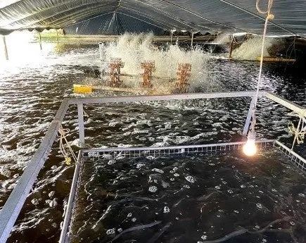 養殖池の様子。水車が水をかき混ぜ、水面には泡が立っている。養殖池はテントで覆われ、照明が設置されている。