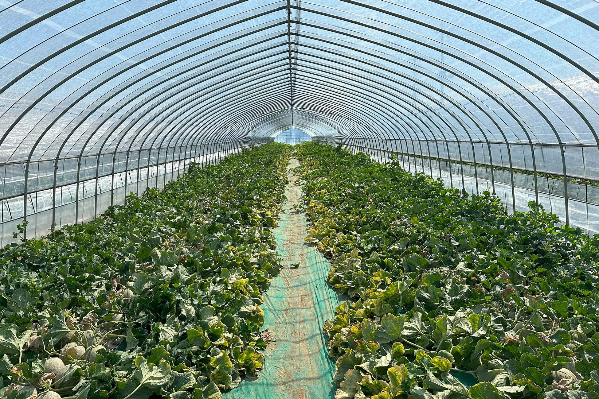 メロンが栽培されている温室の内部の様子を捉えた写真です。メロンの葉が緑色に茂り、その間を緑色の通路が走っています。温室の天井はアーチ状になっており、透明な素材で覆われています。
