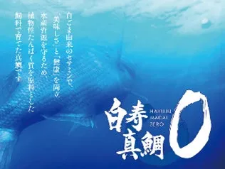 白寿真鯛０