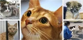 猫基金ロゴ