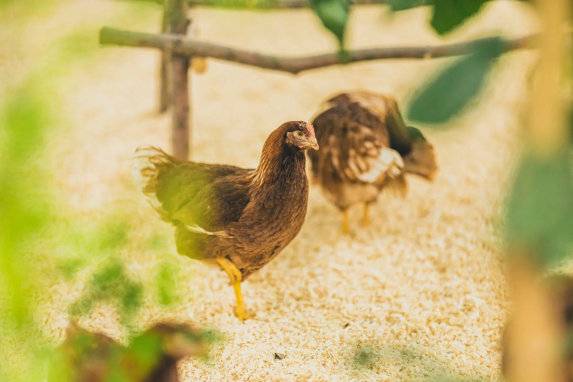 牧草地と牛