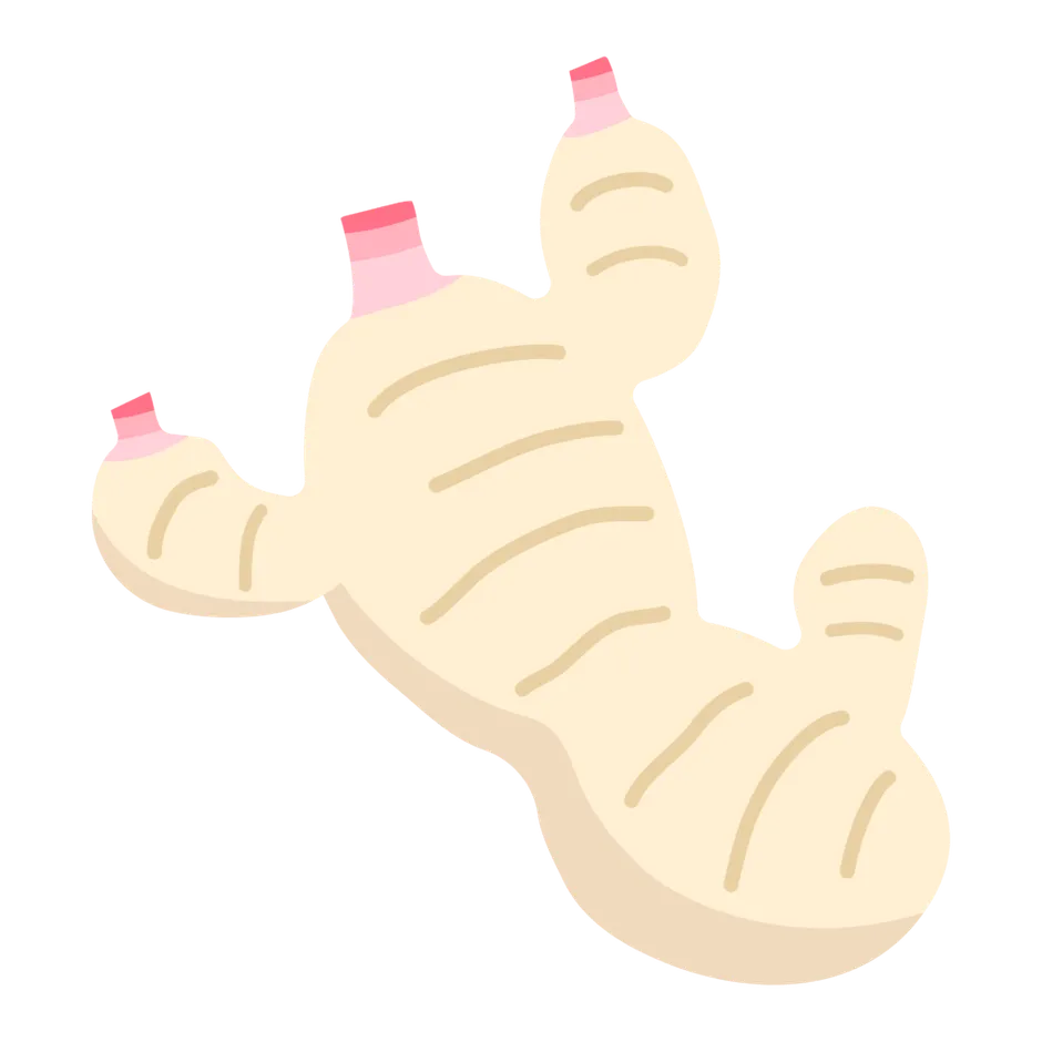 新生姜のイラスト