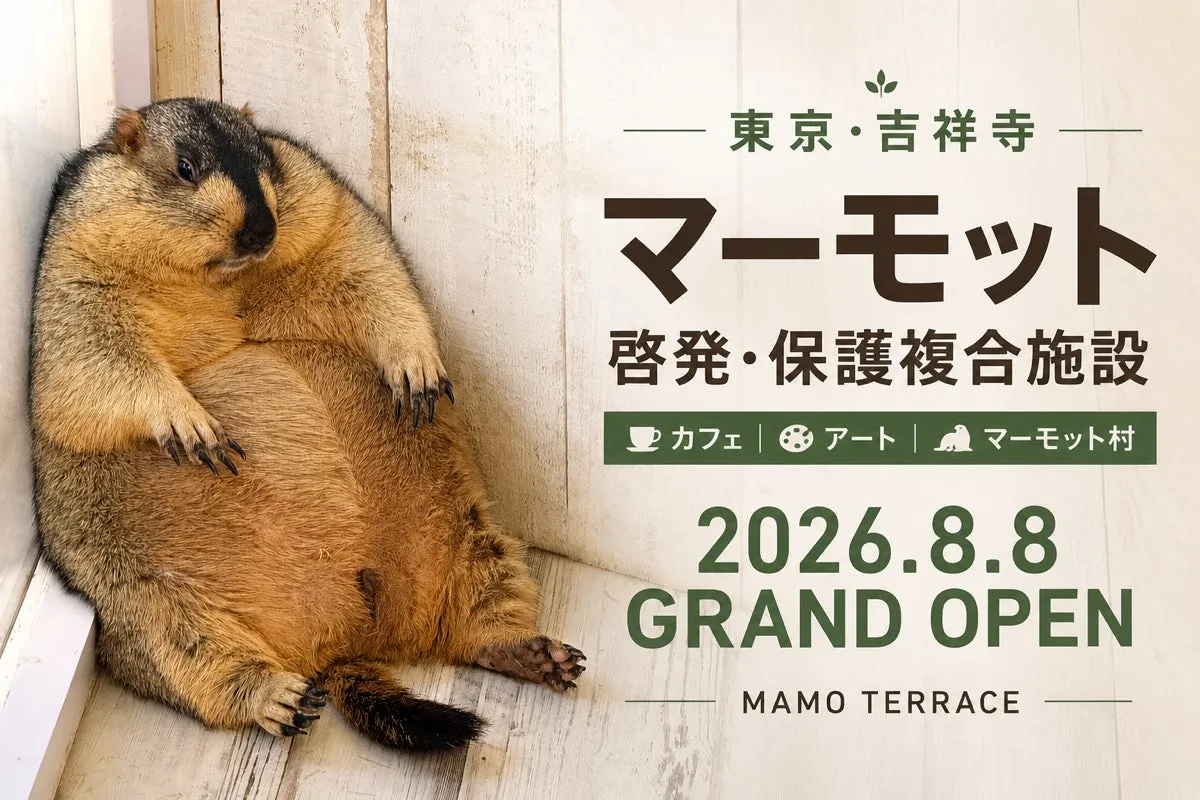 日本初!吉祥寺「マモテラス」で出会う、驚きのマーモット愛の世界【徹底解説】