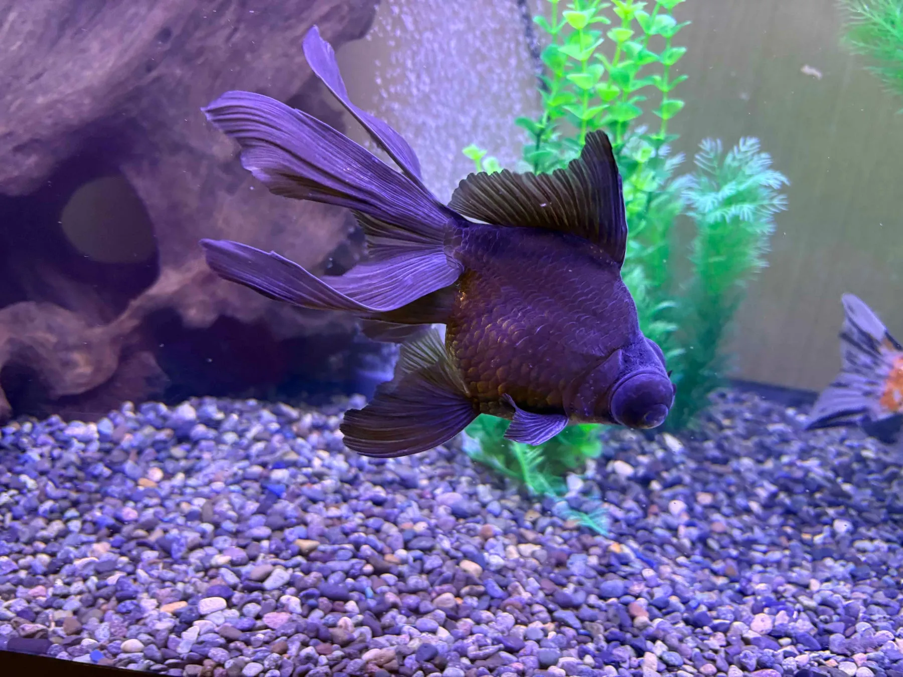 金魚アップ