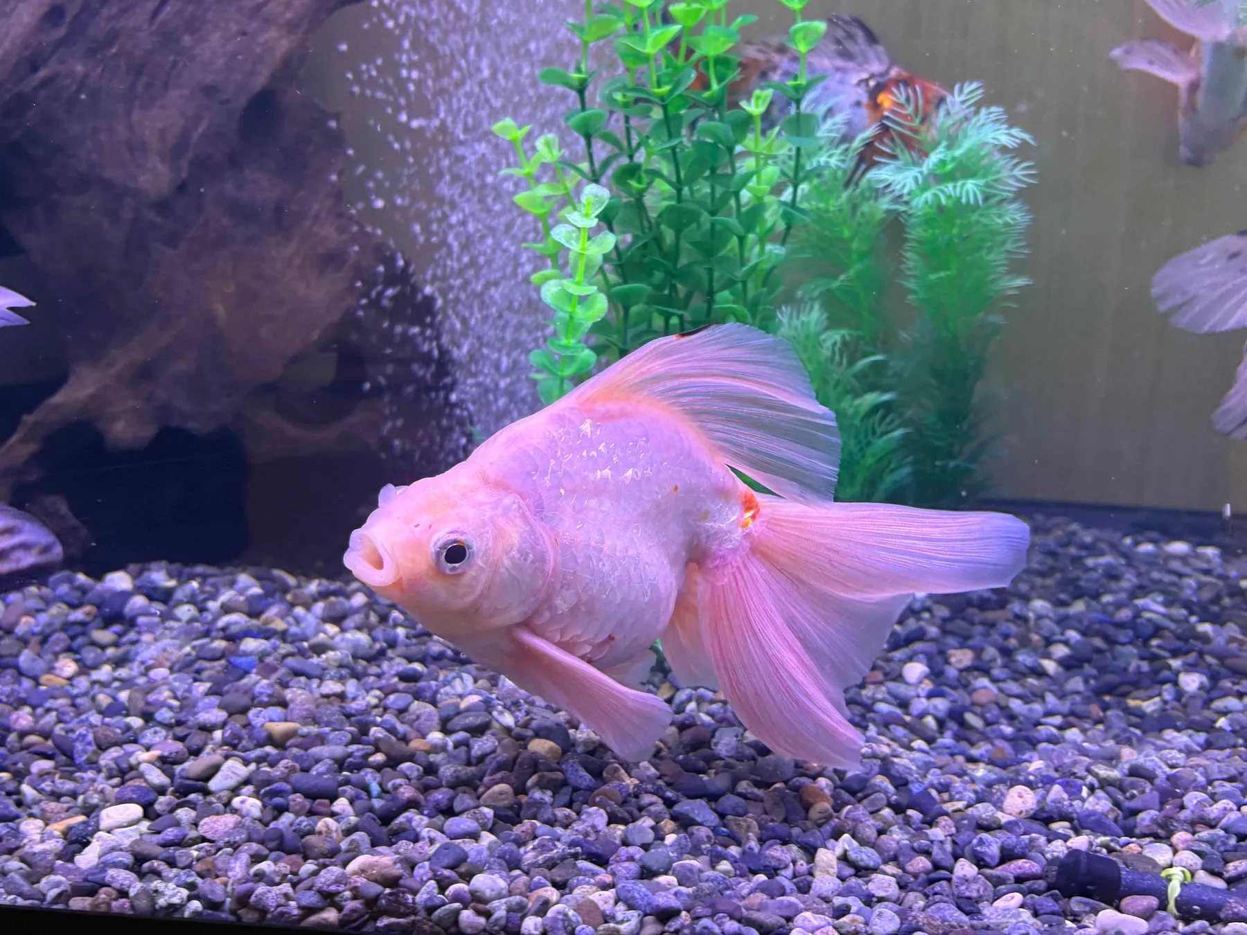 金魚アップ