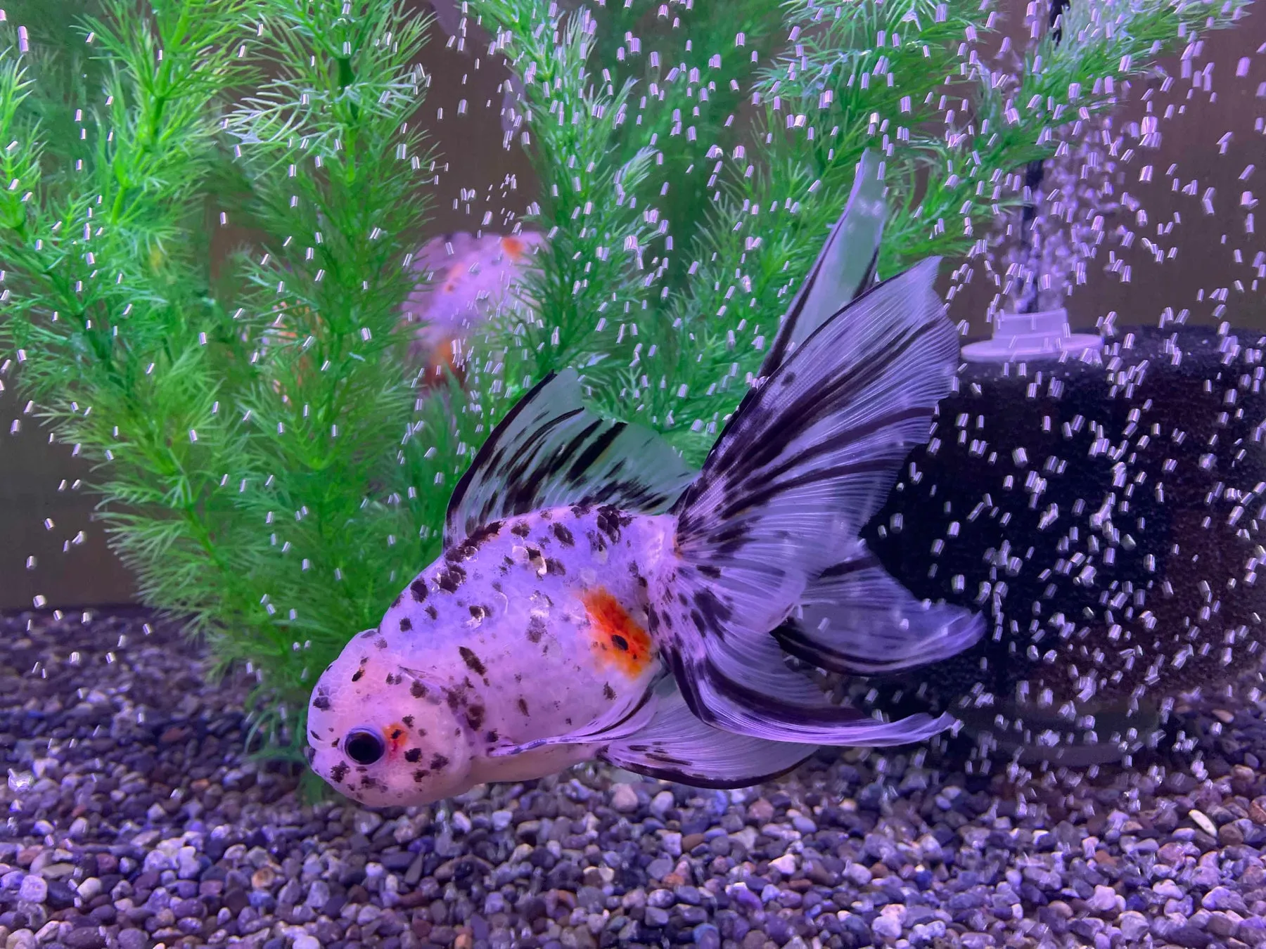 金魚アップ