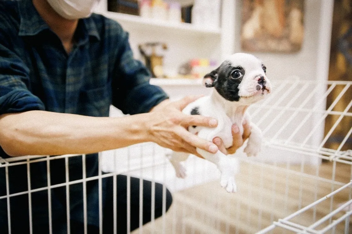 子犬・子猫の足腰を守る!永柳コルクストアが明かす、プロが選ぶ床材の秘密【こうのとりセンター事例】