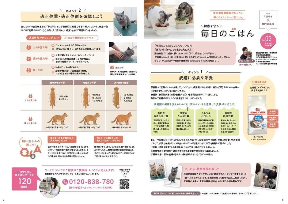 猫のライフステージ別フード選びのイメージ画像
