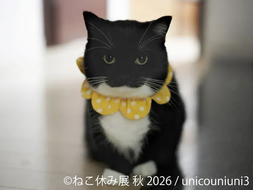 展示作品:unicouniuni3