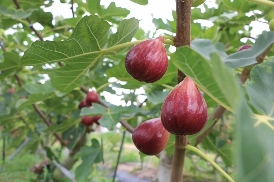 農家さんの笑顔と野菜