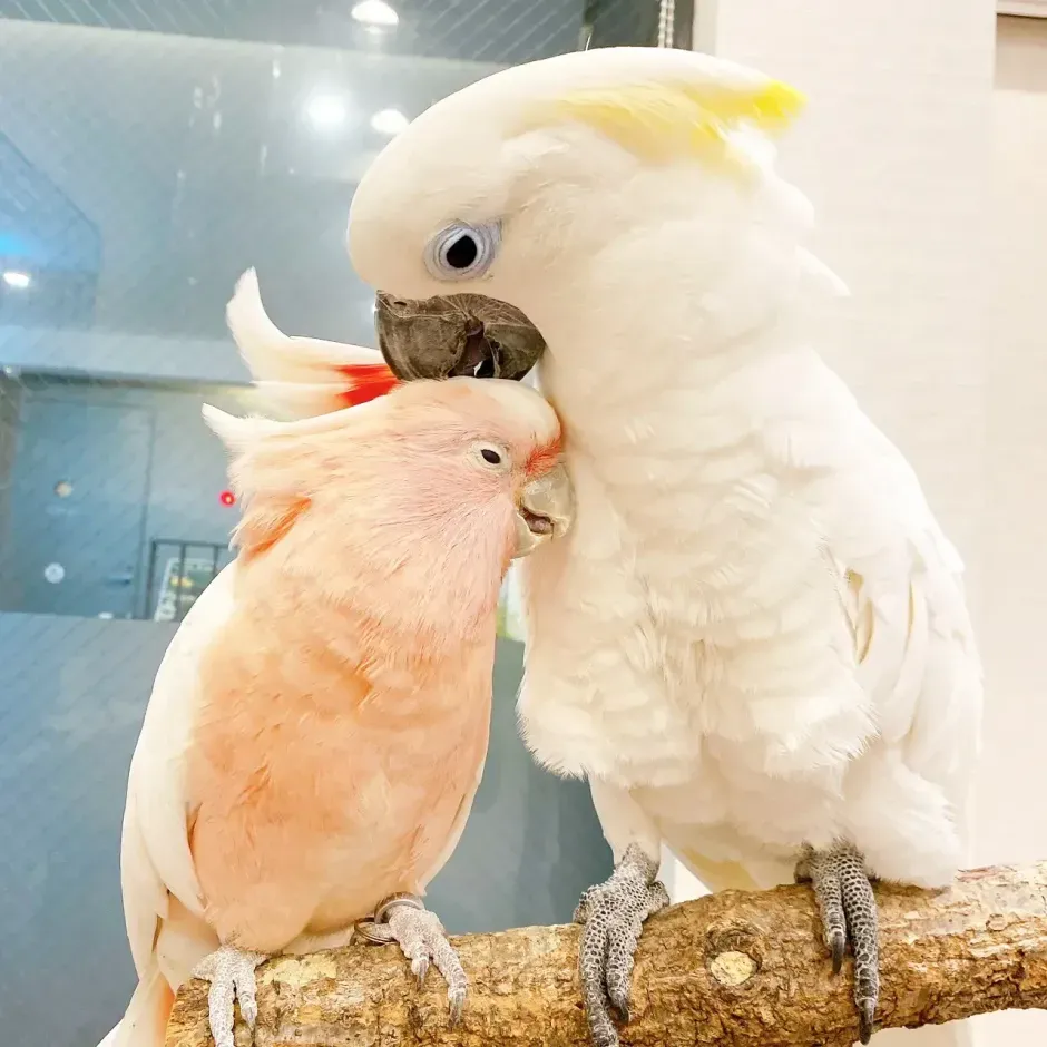 小鳥たち