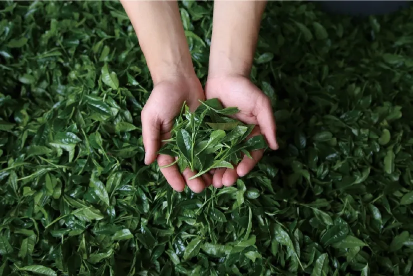 美しい抹茶のイメージ