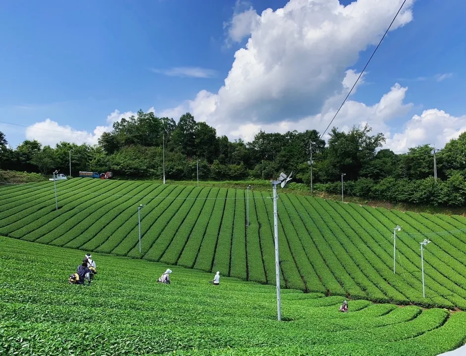 飲むだけじゃない!【大和抹茶】が叶える次世代スキンケアの秘密
