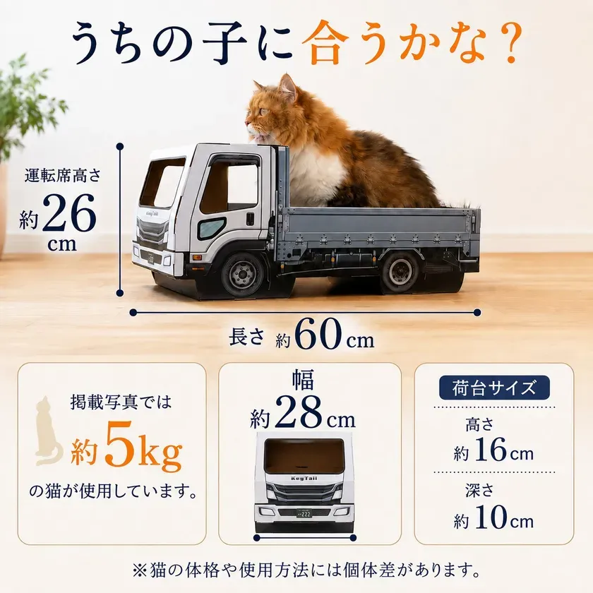 猫がくつろぐ様子