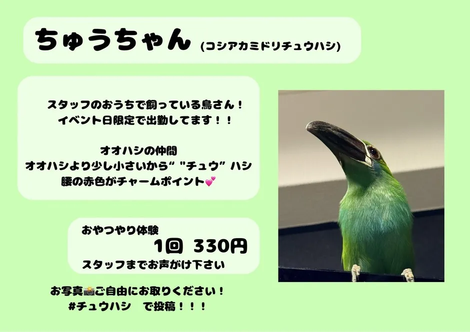 チュウハシのちゅうちゃん