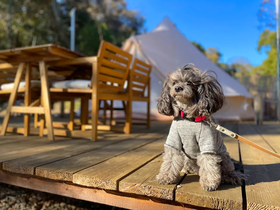 宿泊テント前の木製デッキに座る犬