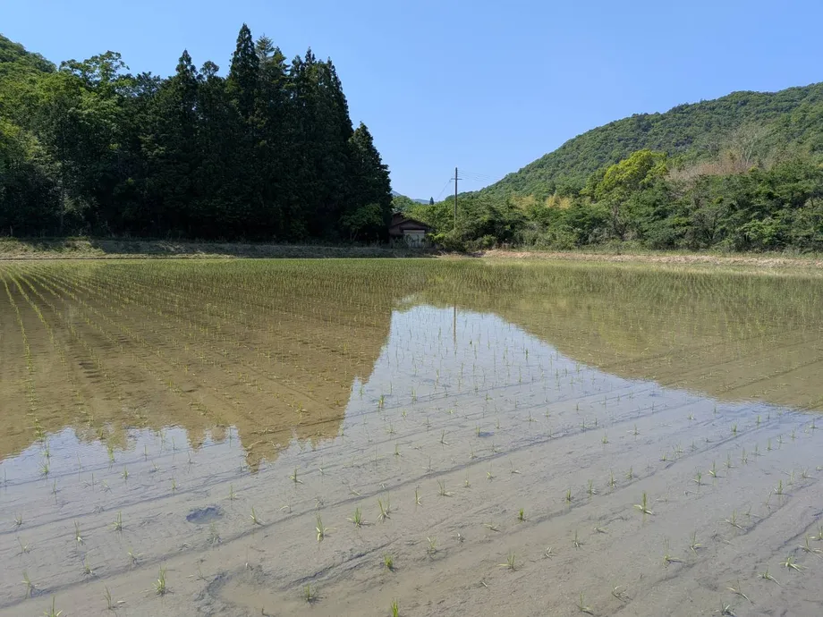 山や木々に囲まれ水を張った田んぼ