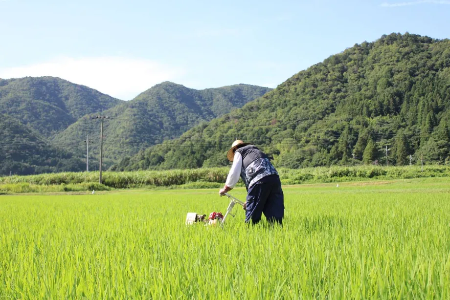 山に囲まれた田んぼで管理作業をする蔵人