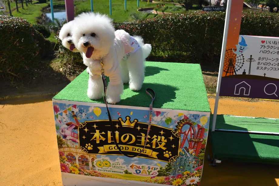 フォトスポットに立つ白い犬