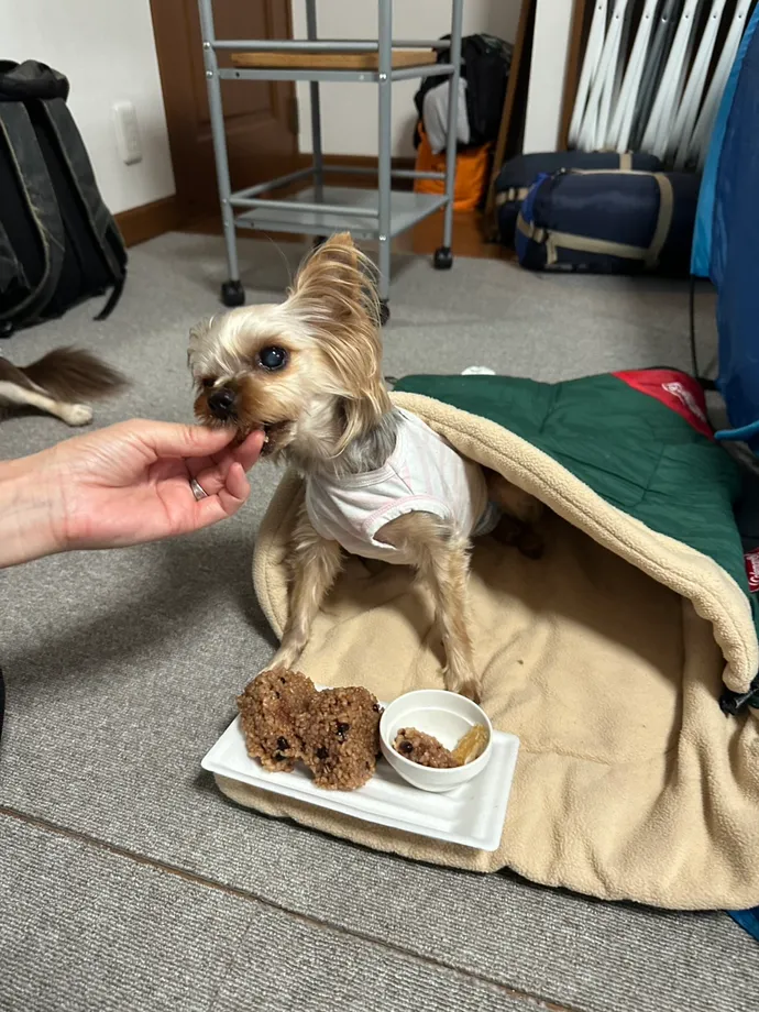 寝袋に入った犬と食事