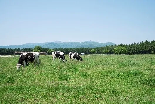 那須千本松牧場の風景