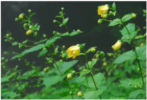 【六甲高山植物園】幻のキレンゲショウマ、3000株が織りなす神秘の輝き