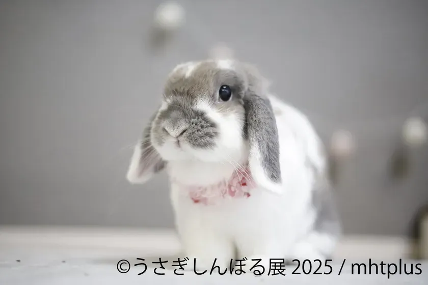 展示作品
