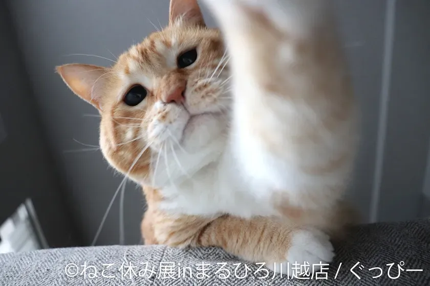 【ねこ休み展in川越】小江戸初上陸！10周年で奇跡の癒し体験を完全ガイド