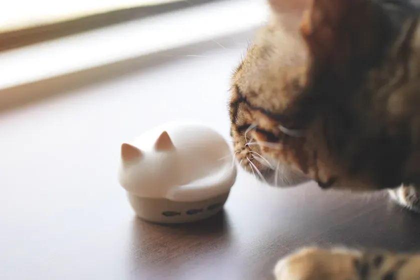 保護猫活動寄付