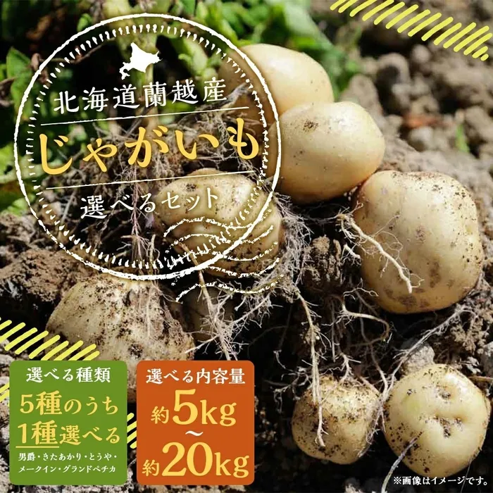 北海道蘭越産じゃがいも「完全ガイド」！ふるさと納税で叶える究極の食卓体験