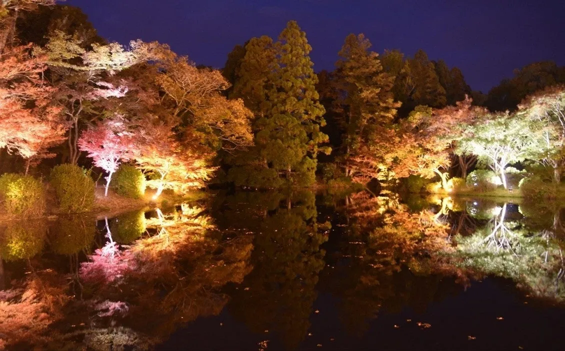 「LIGHT CYCLES KYOTO」徹底解説！京都府立植物園が魅せる、紅葉ライトアップの魔法
