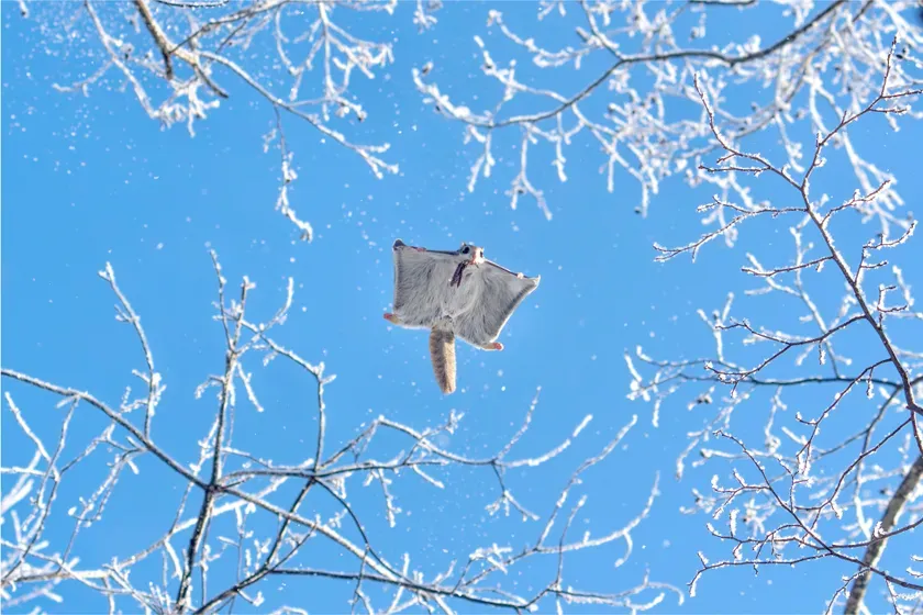 空を飛ぶリスの鮮やかな写真