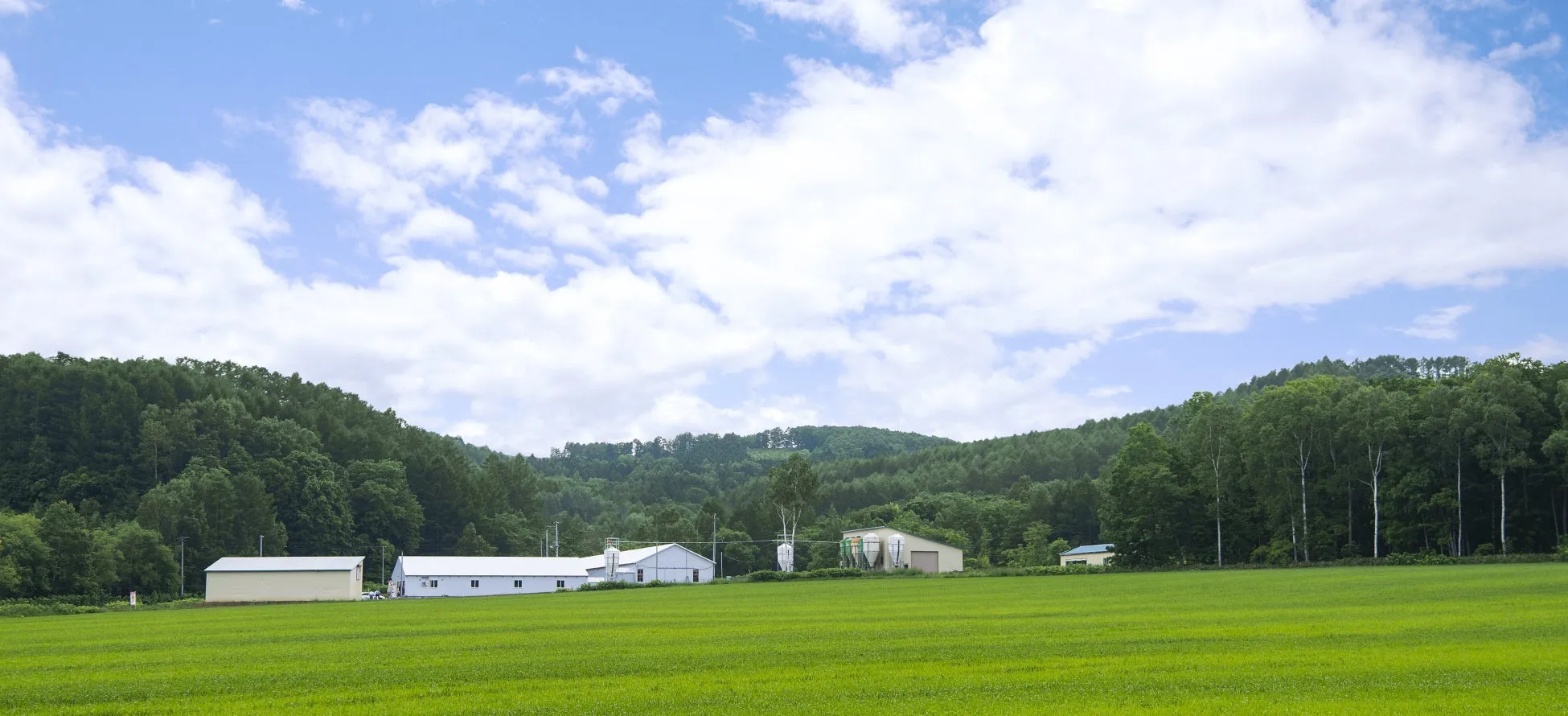 緑豊かな草原に白い建物が並ぶ風景