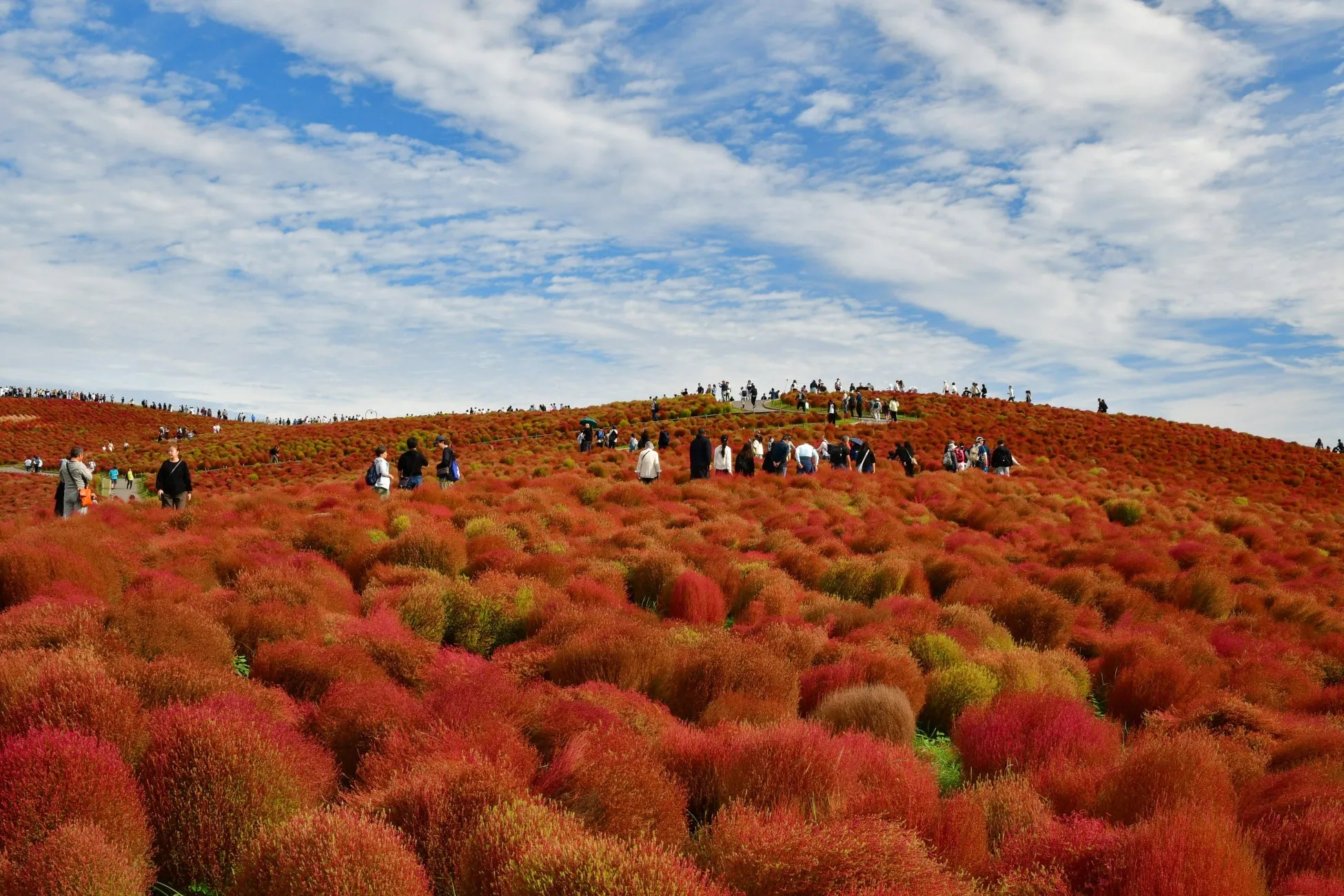 コキア紅葉【国営ひたち海浜公園】究極の赤！見頃と秋グルメ完全ガイド