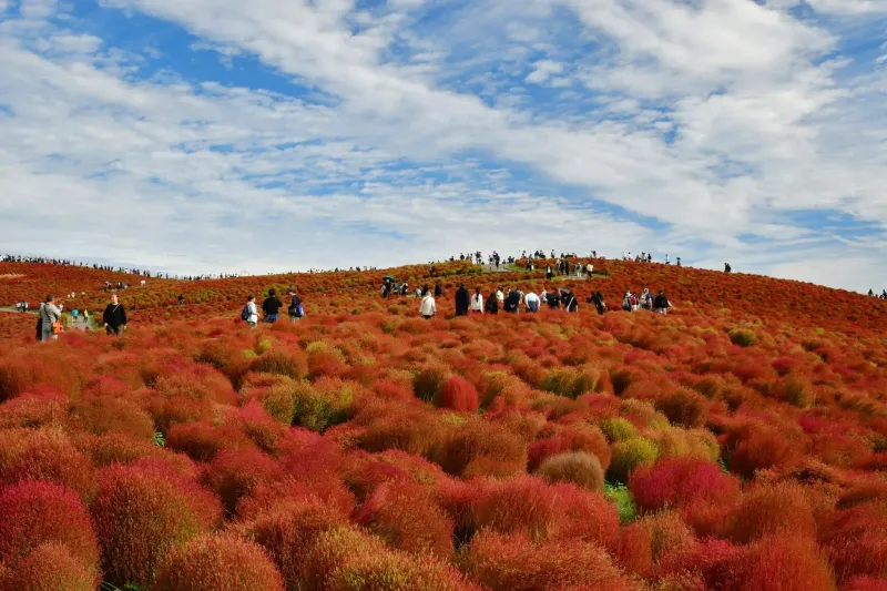 コキア紅葉【国営ひたち海浜公園】究極の赤！見頃と秋グルメ完全ガイド