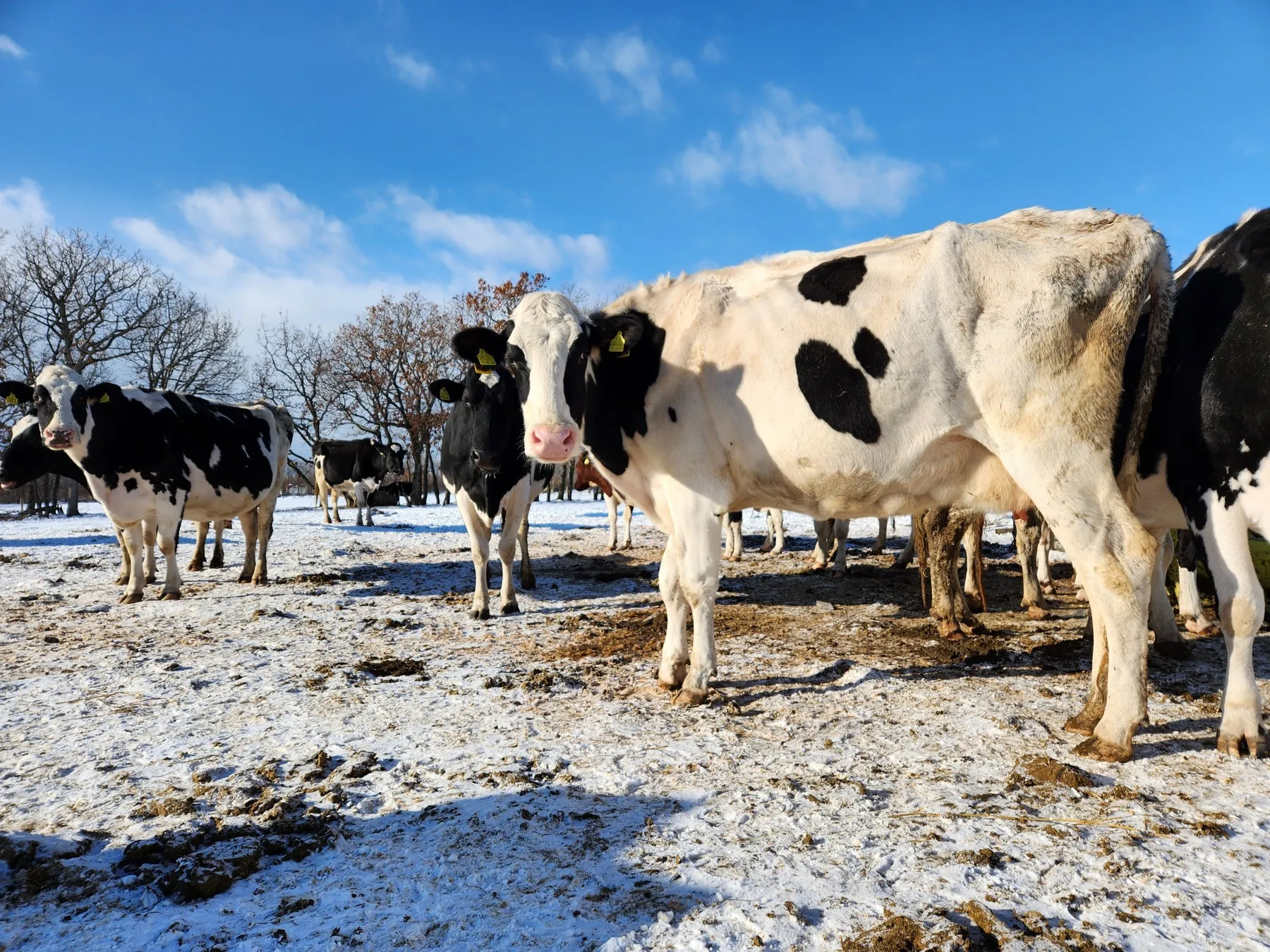雪の中で草を食べる牛の群れ