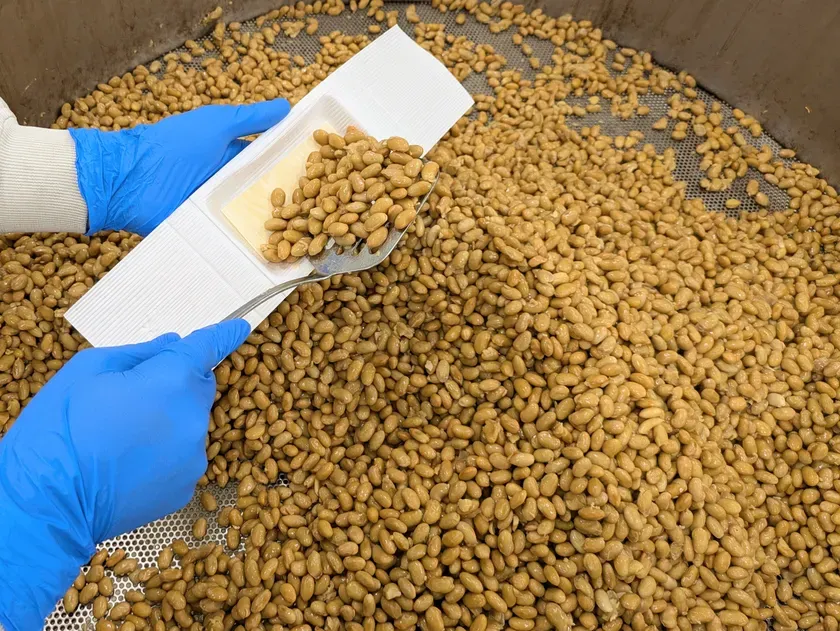 納豆の製造工程を示す写真。青い手袋をした手が、大量の納豆が入った容器から、白い容器に納豆を移している様子。